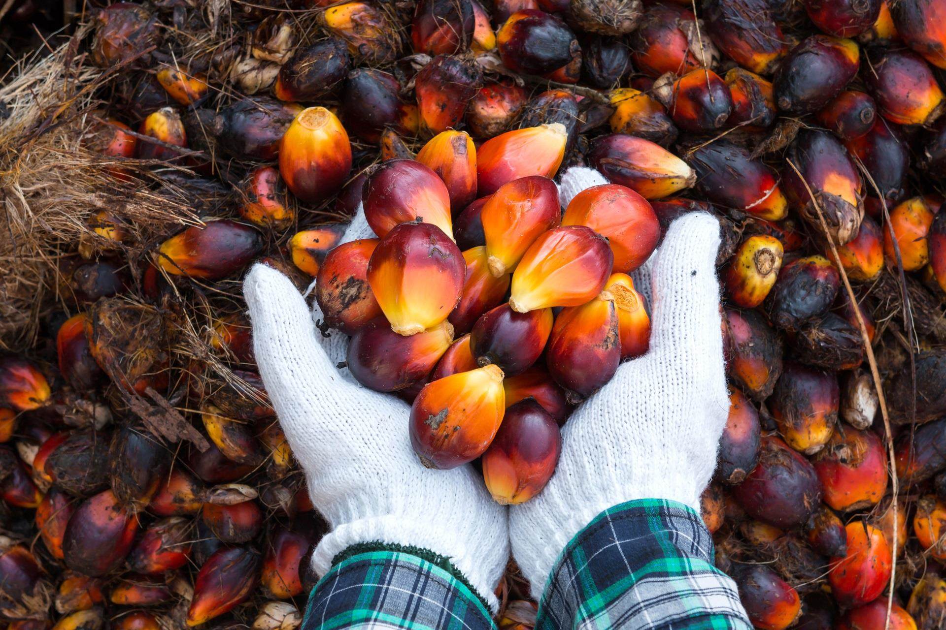 US Bans Malaysian Palm Oil Giant Sime Darby Over Forced Labour The 