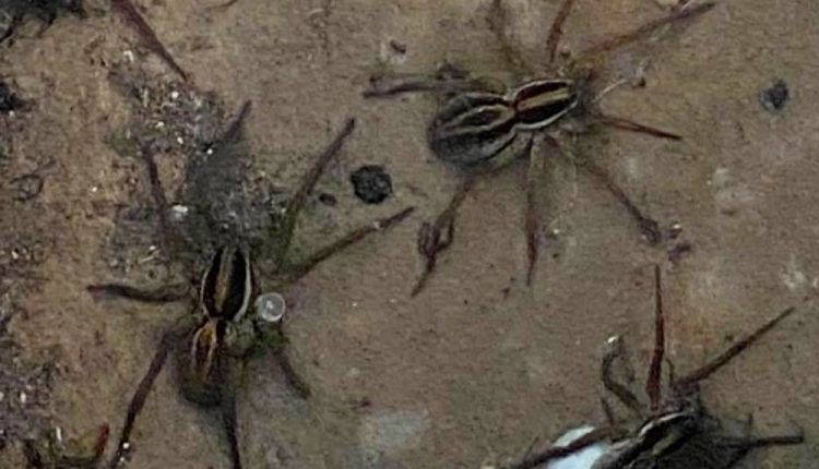 After Days Of Floods, Australians Warned Of Deadly Spider 'plague ...